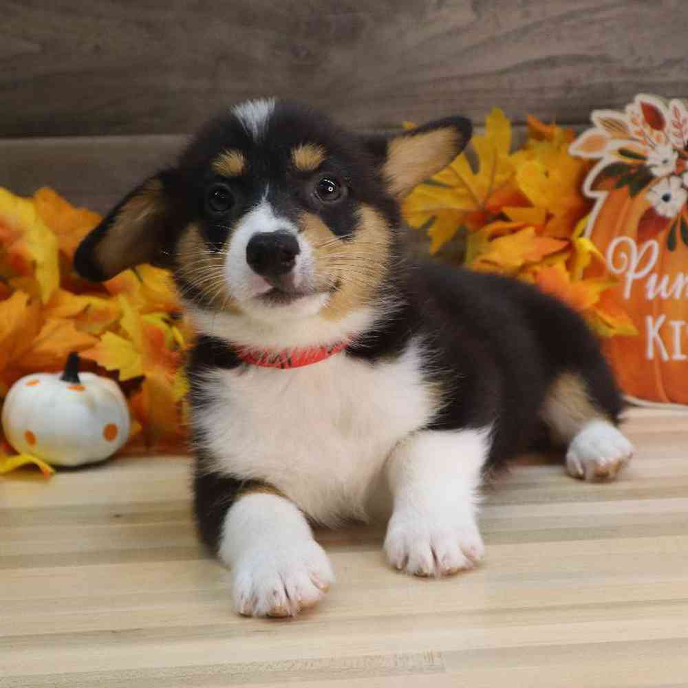 Male Pembroke Welsh Corgi Puppy for sale