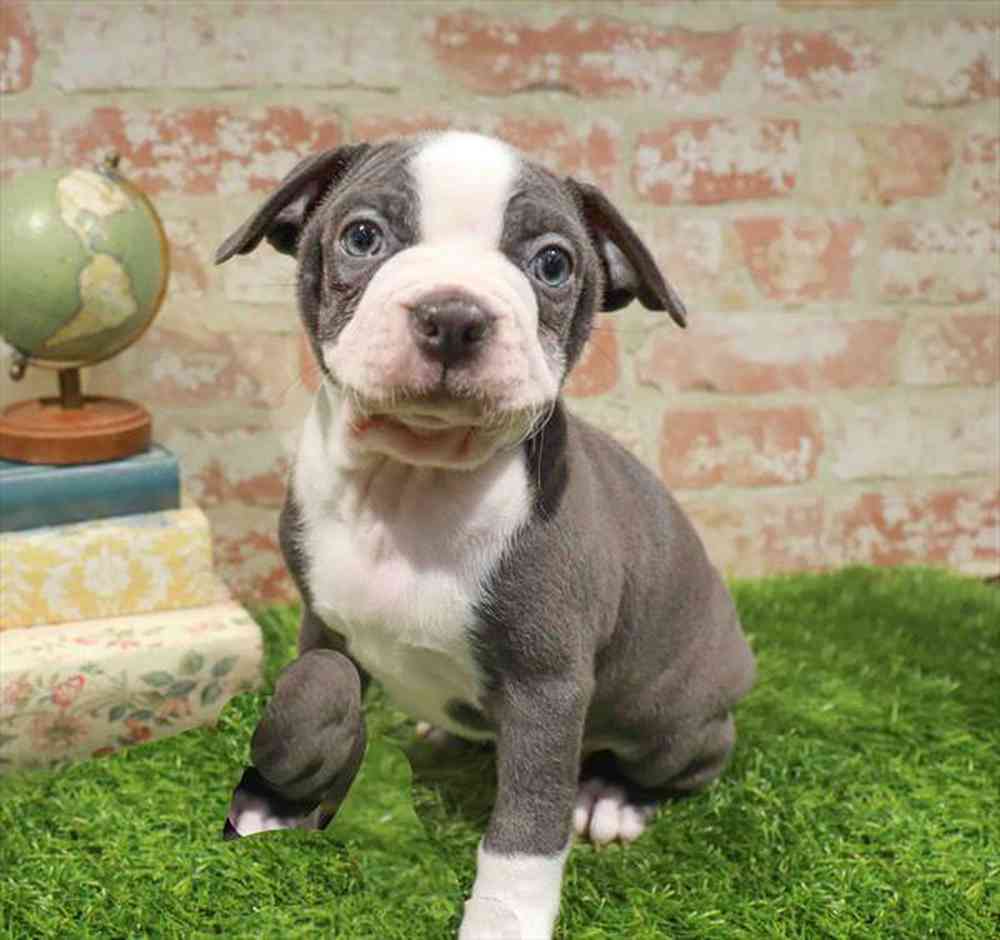 carousel pet images