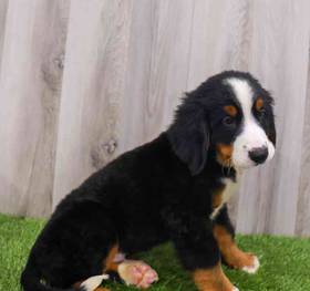 Bernese Mountain Dog
