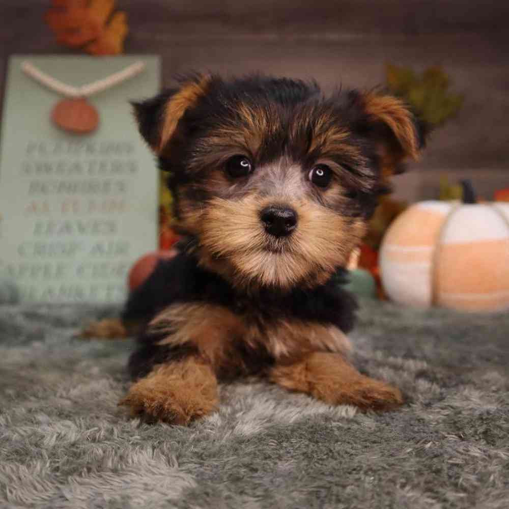 Yorkie puppies sales for sale dfw