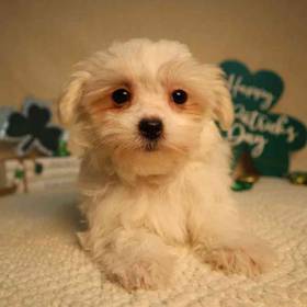 Maltipoo