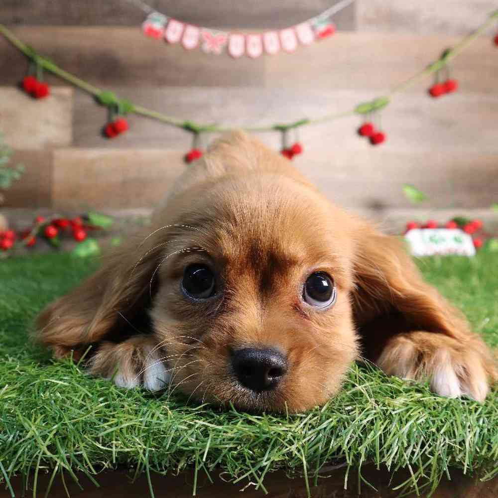 Male Cavalier King Charles Spaniel Puppy for Sale in Blaine, MN