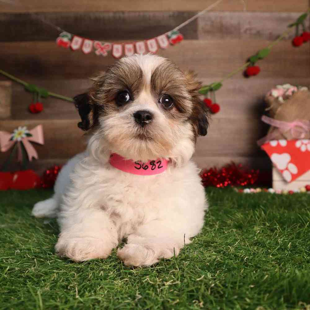 carousel pet images
