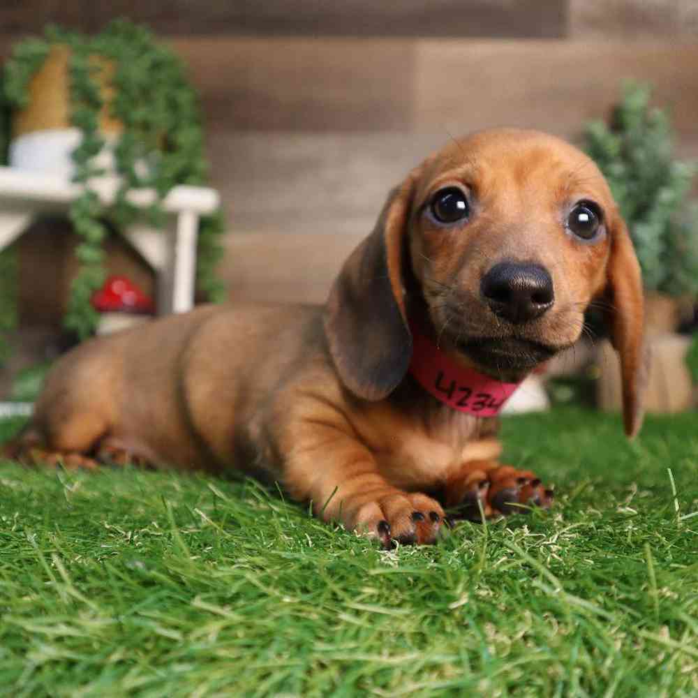 carousel pet images