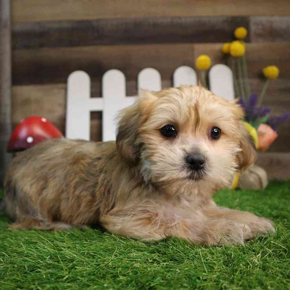 Male Shorkie Puppy for Sale in Blaine, MN