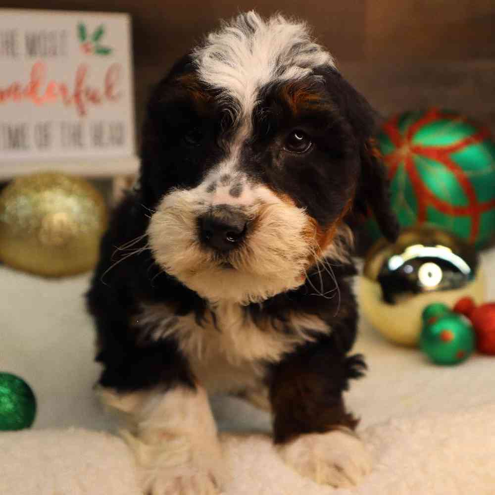 Male Mini BerneDoodle Puppy for Sale in Blaine, MN