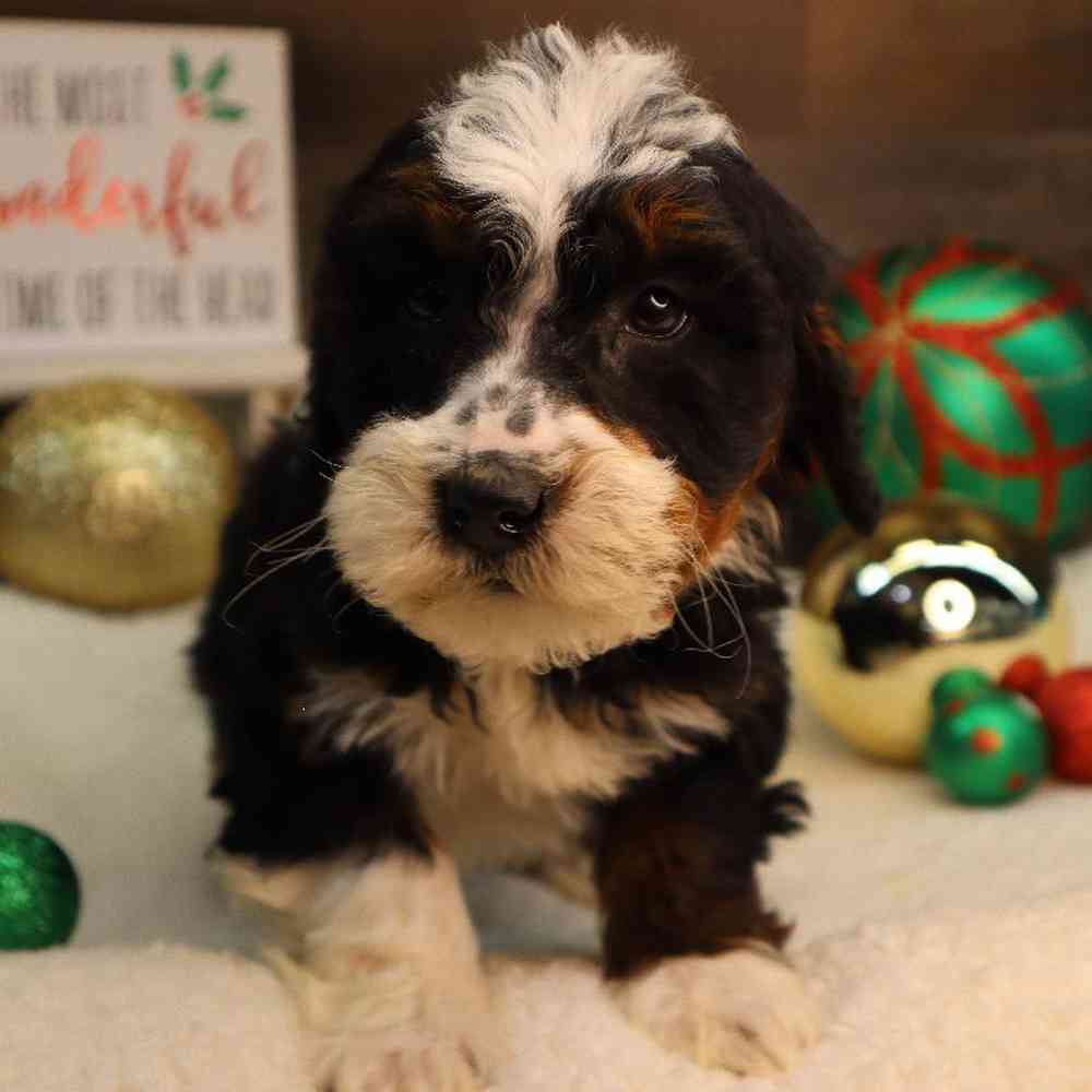 carousel pet images