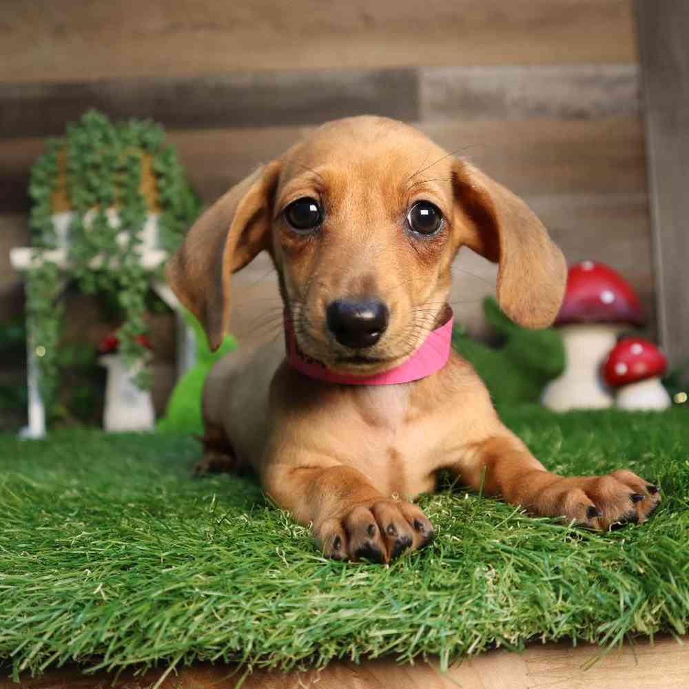 Female Dachshund Puppy for Sale in Blaine, MN