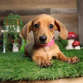 Dachshund