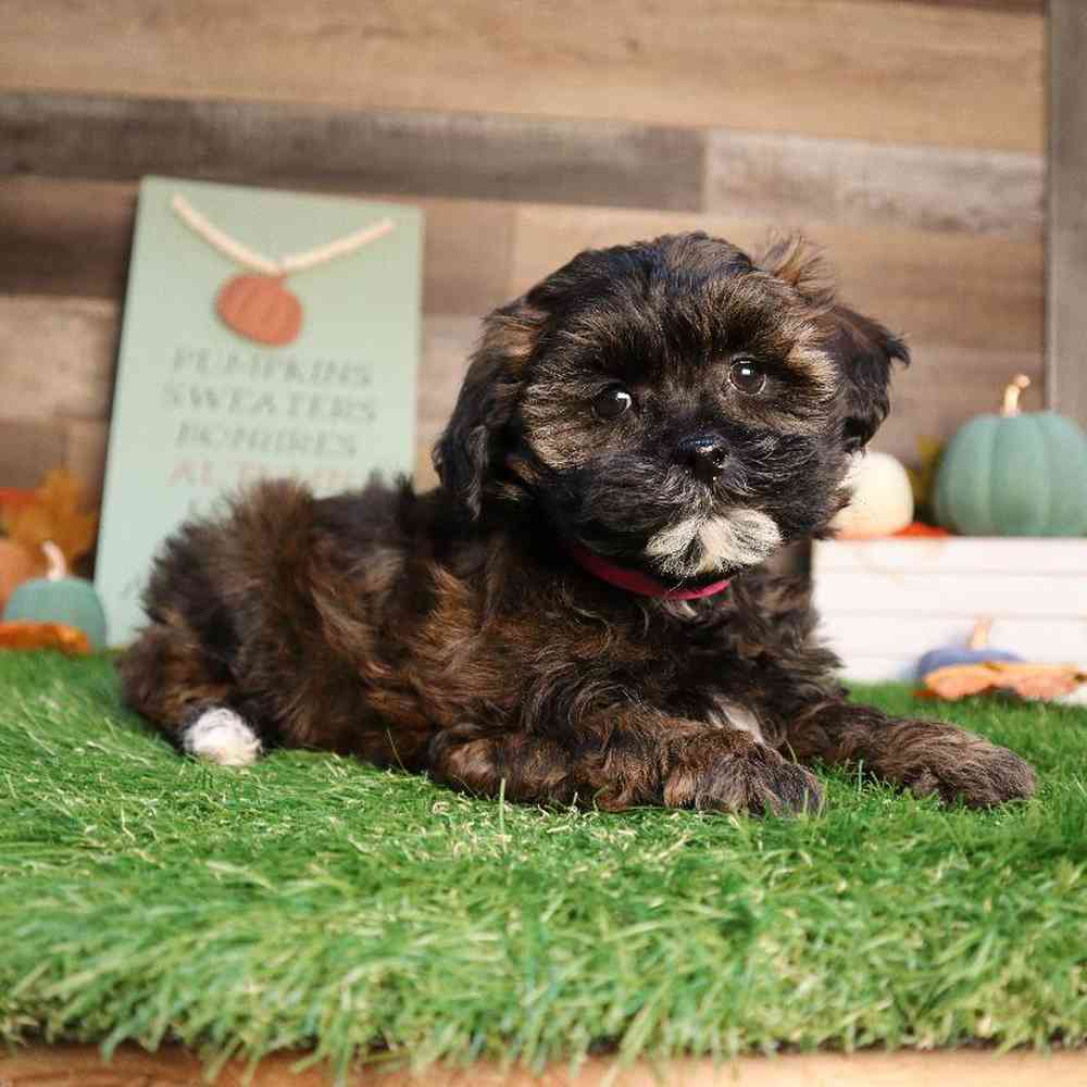 carousel pet images