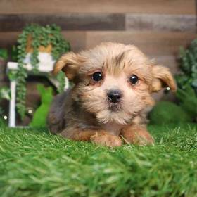 Shorkie