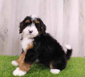 Mini BerneDoodle