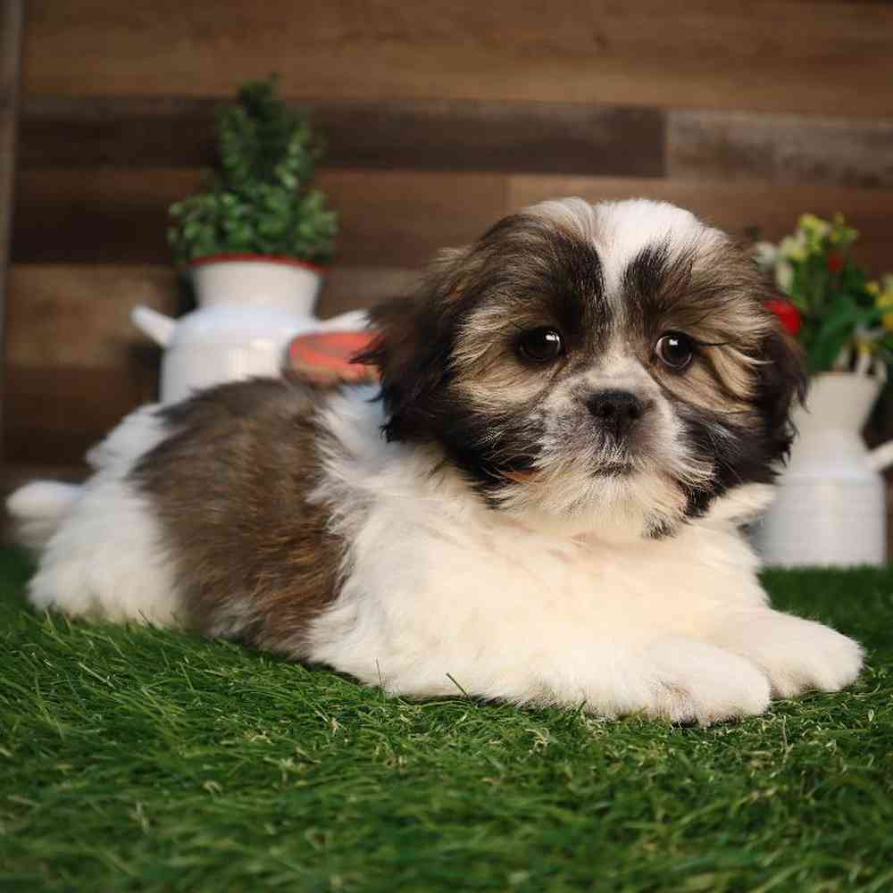 pet breed image