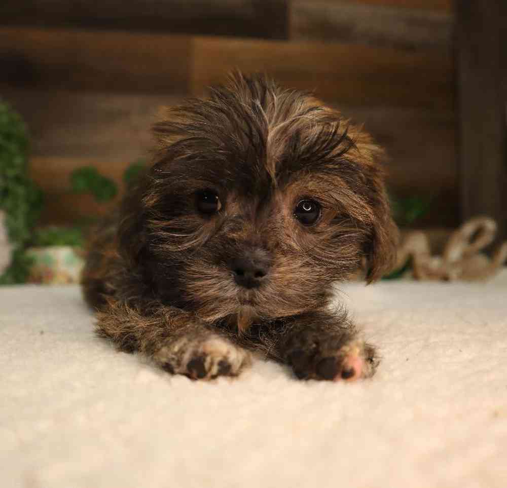 Female Shorkie Puppy for Sale in Blaine, MN