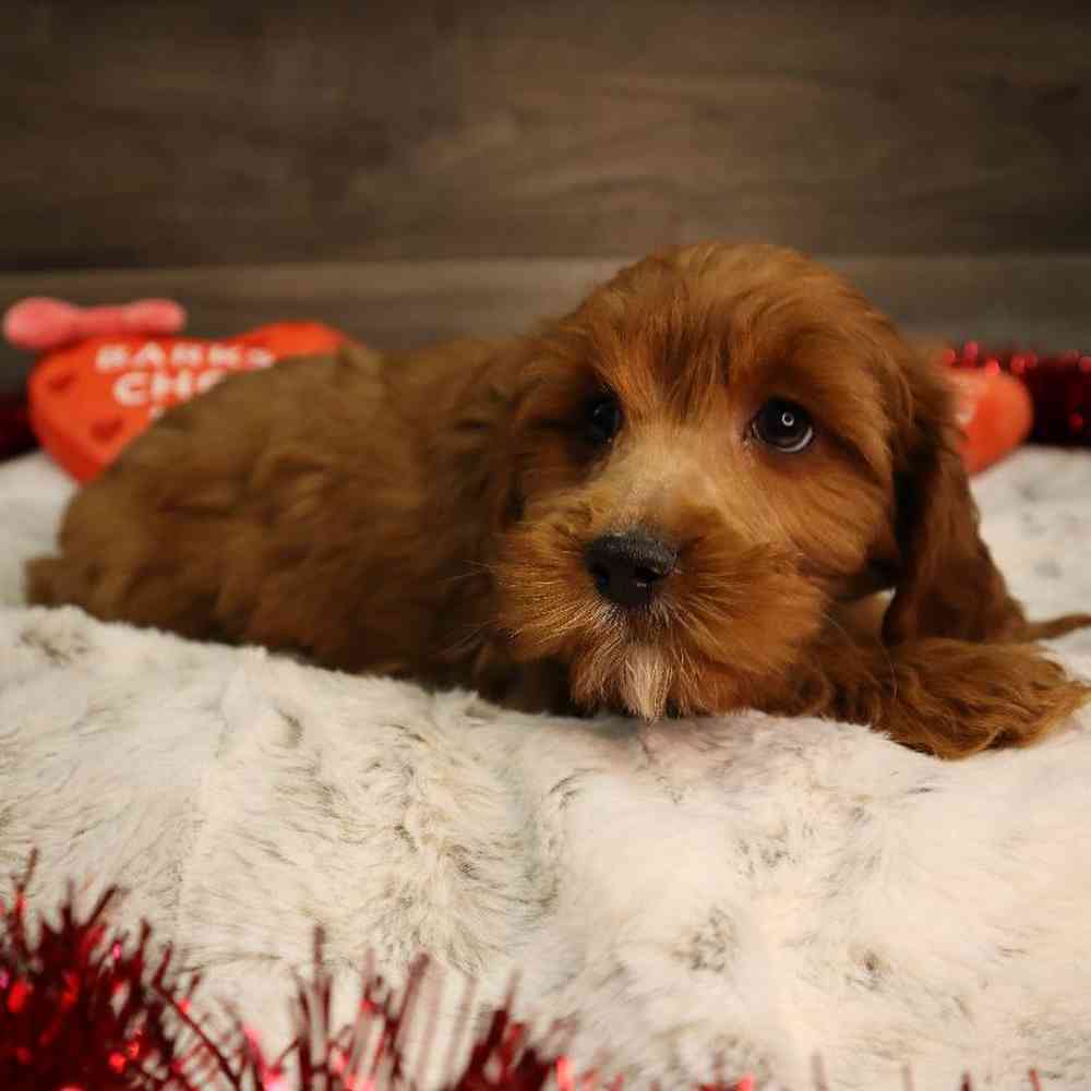 Female Cavapoo Puppy for Sale in Blaine, MN