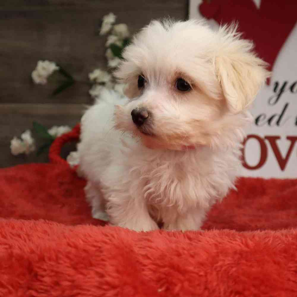 Female Maltese Puppy for Sale in Blaine, MN