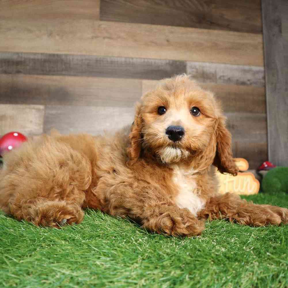 carousel pet images