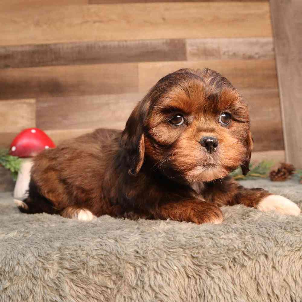 Shipoo Puppy for sale - Four Paws and a Tail