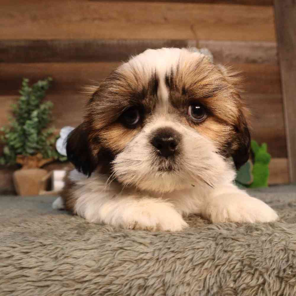 carousel pet images