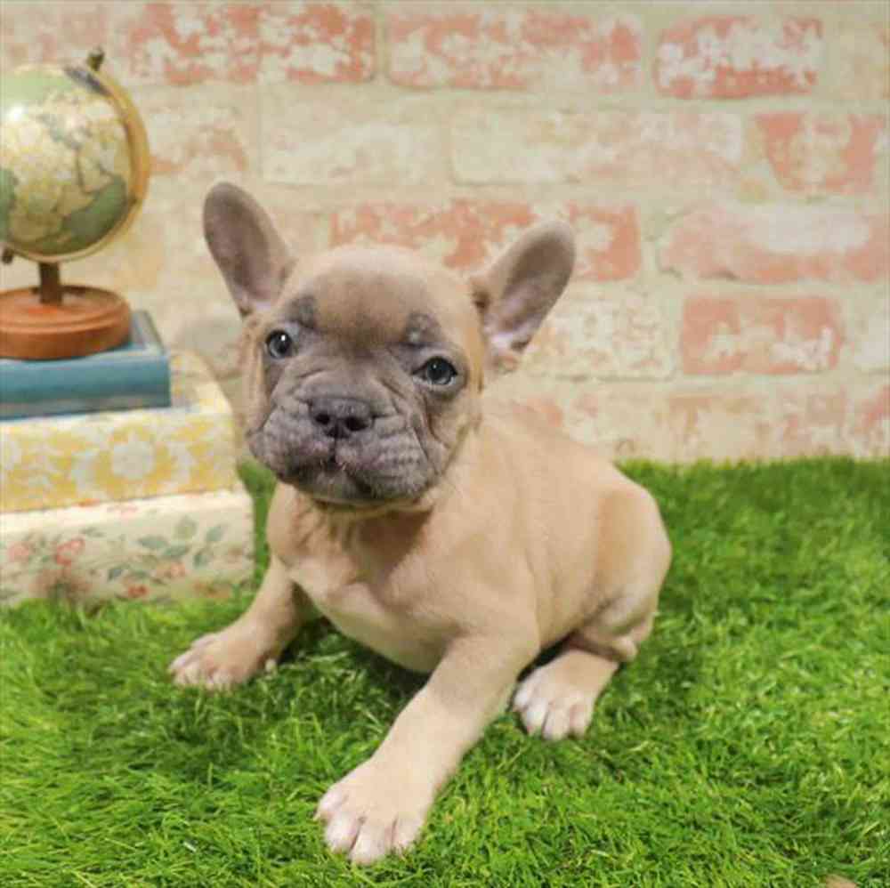 carousel pet images
