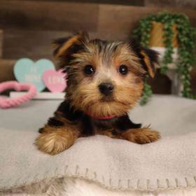 Yorkshire Terrier