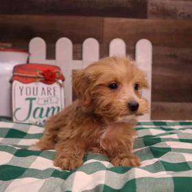 Mini Goldendoodle