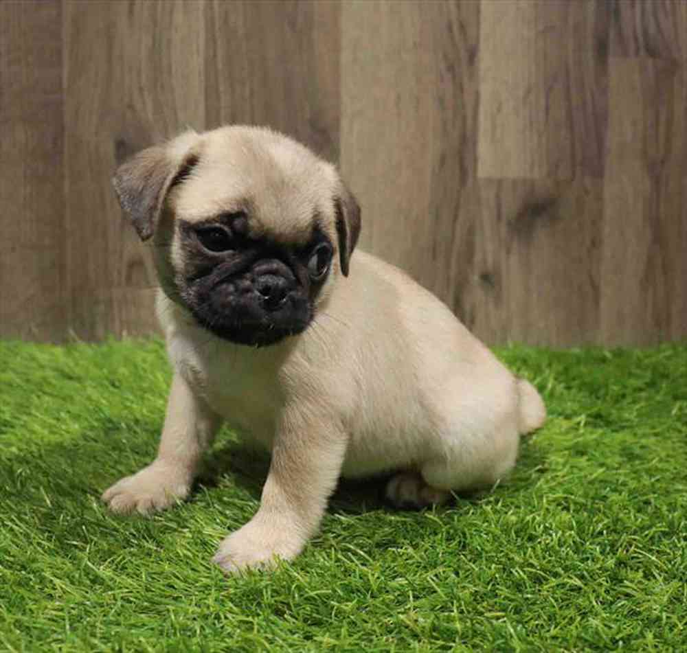 Pug Puppy for sale - Four Paws and a Tail