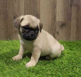 Pug