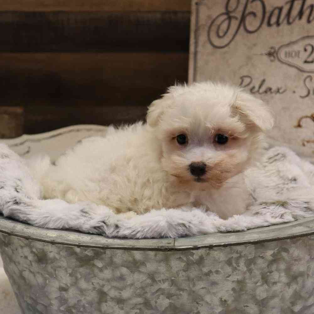 Male Maltese Puppy for sale