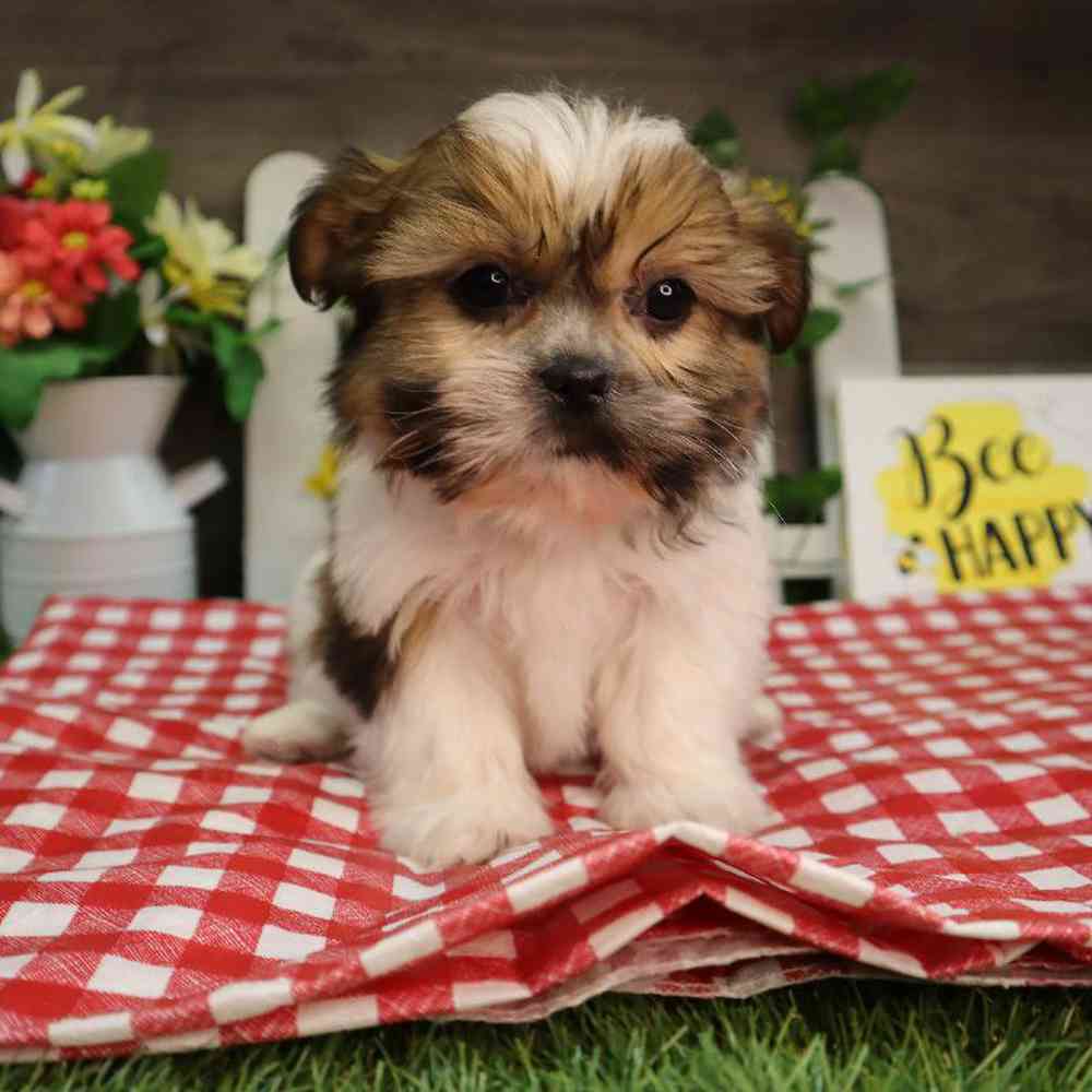 carousel pet images
