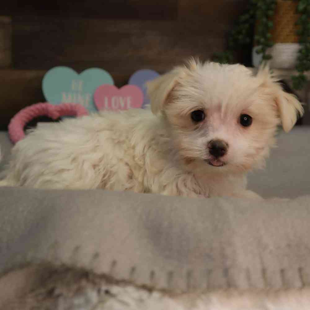 Female Maltese Puppy for Sale in Blaine, MN