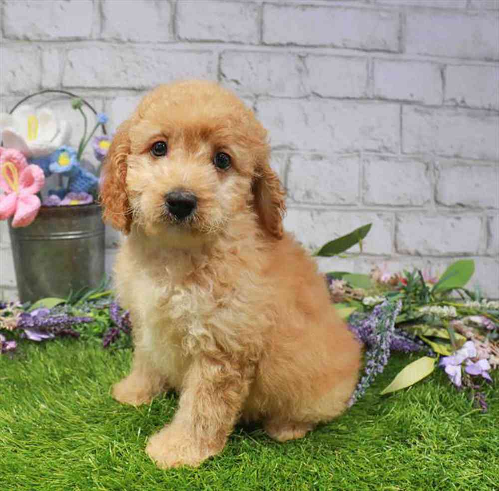 carousel pet images