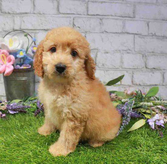 Sansa