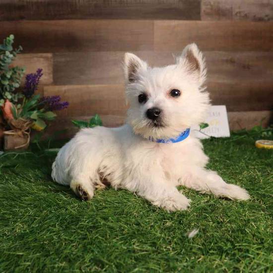 Westie Bestie