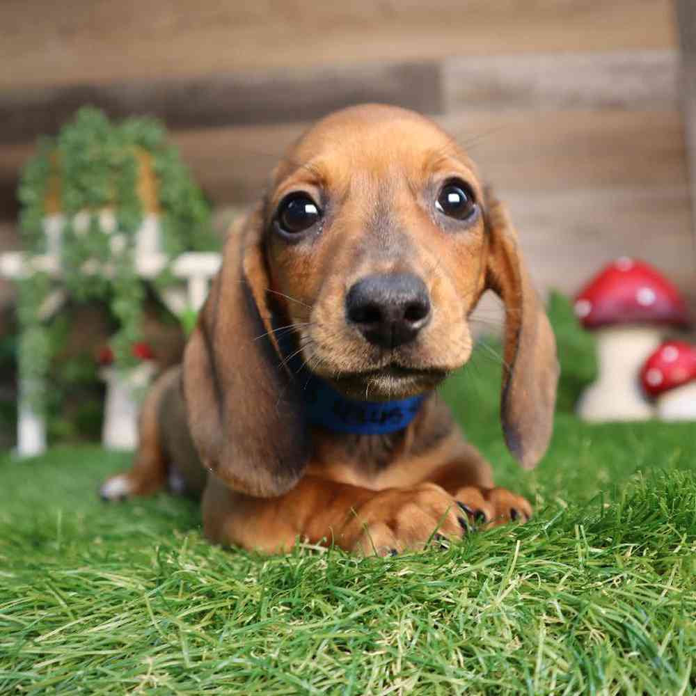 carousel pet images