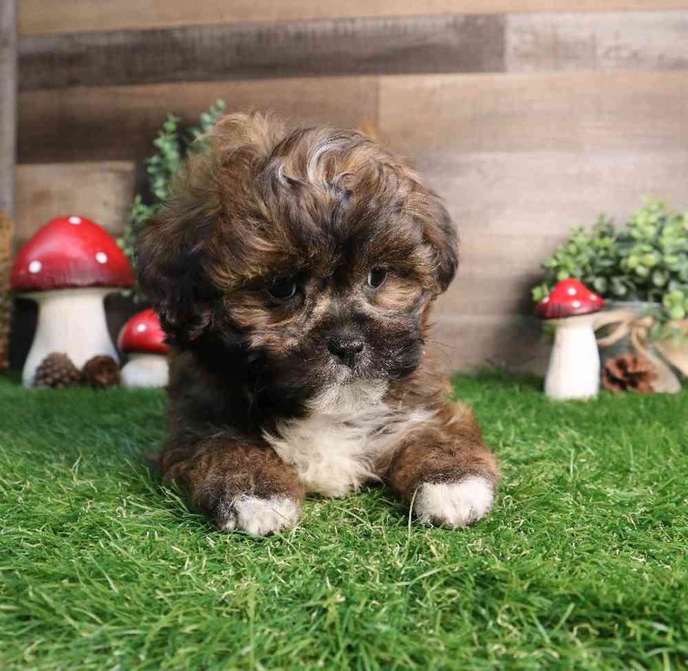 carousel pet images