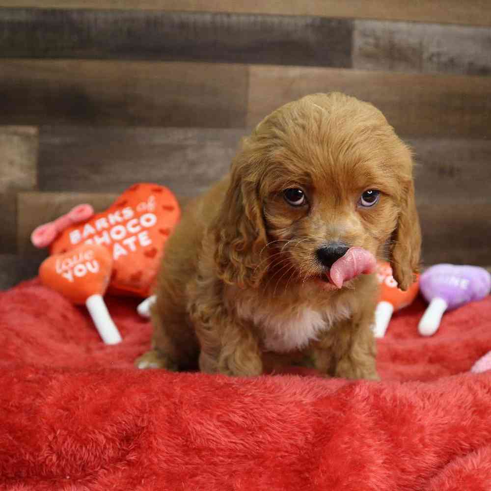 carousel pet images