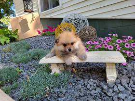 Pomeranian