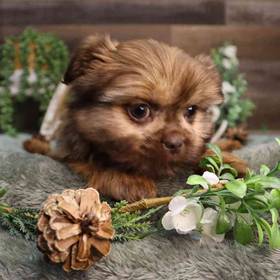 Shorkie
