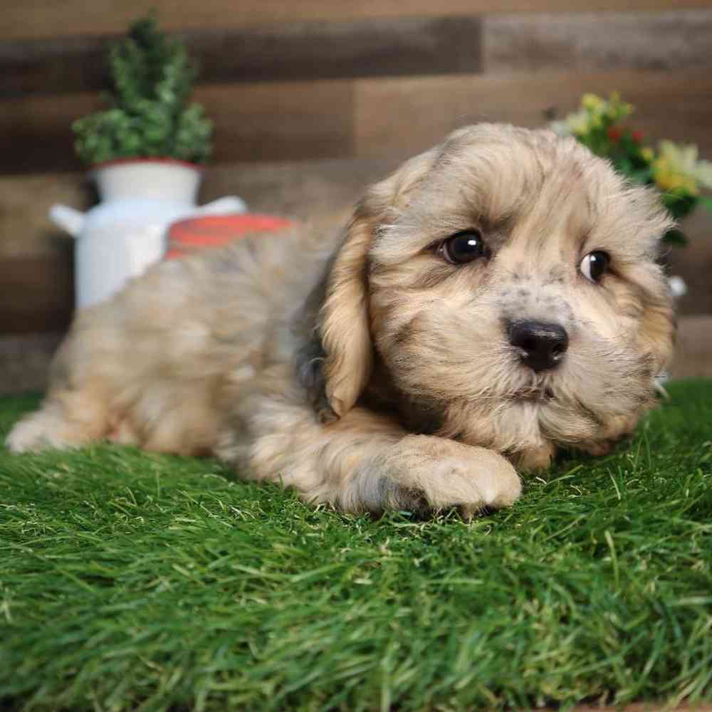 carousel pet images