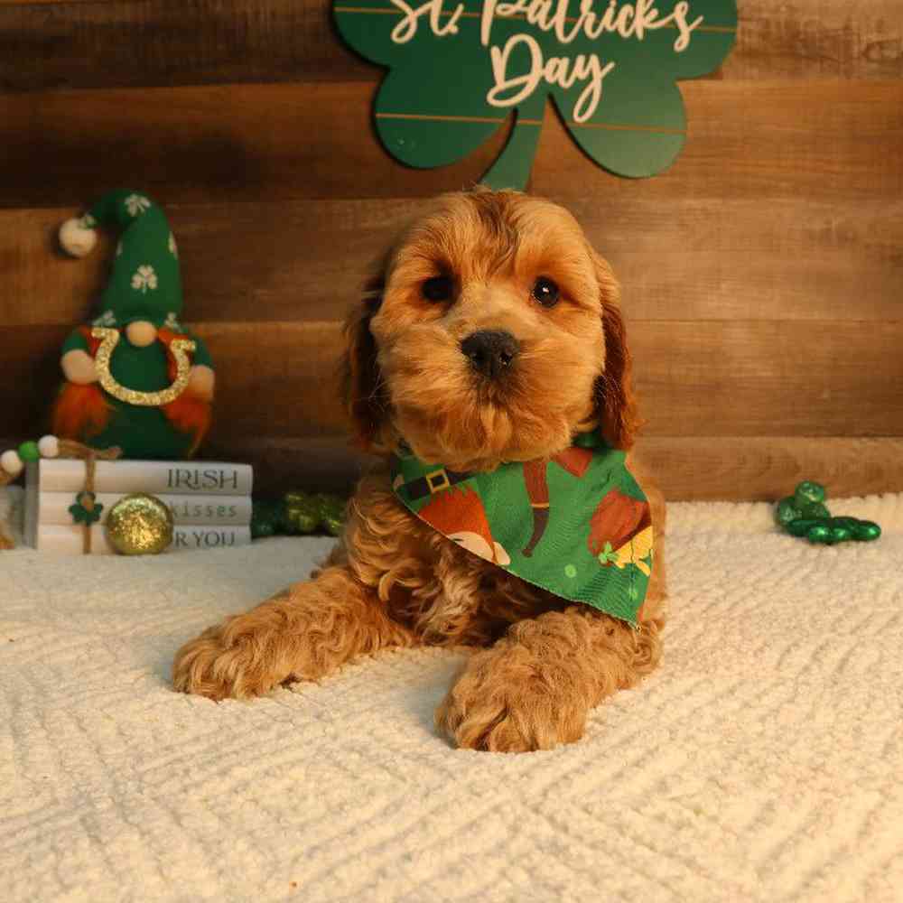 Cockapoo Puppy for sale - Four Paws and a Tail