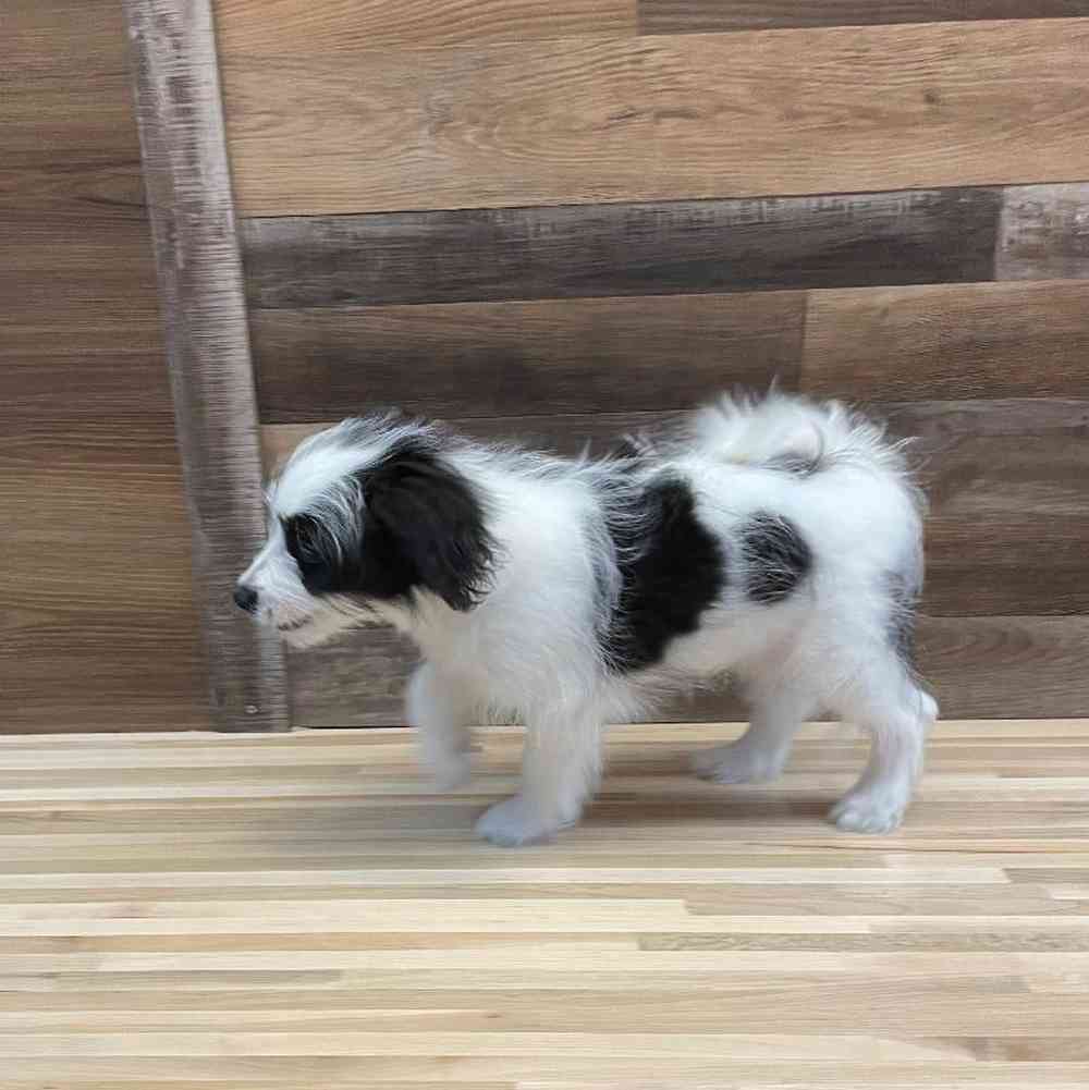 Male Pomachon Puppy for sale