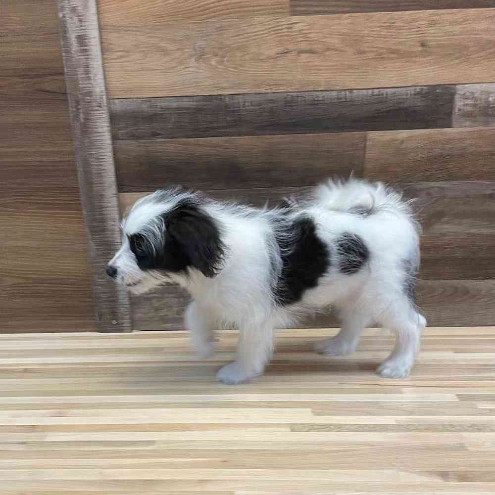 carousel pet images