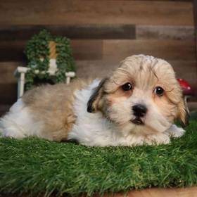 Teddy Bear