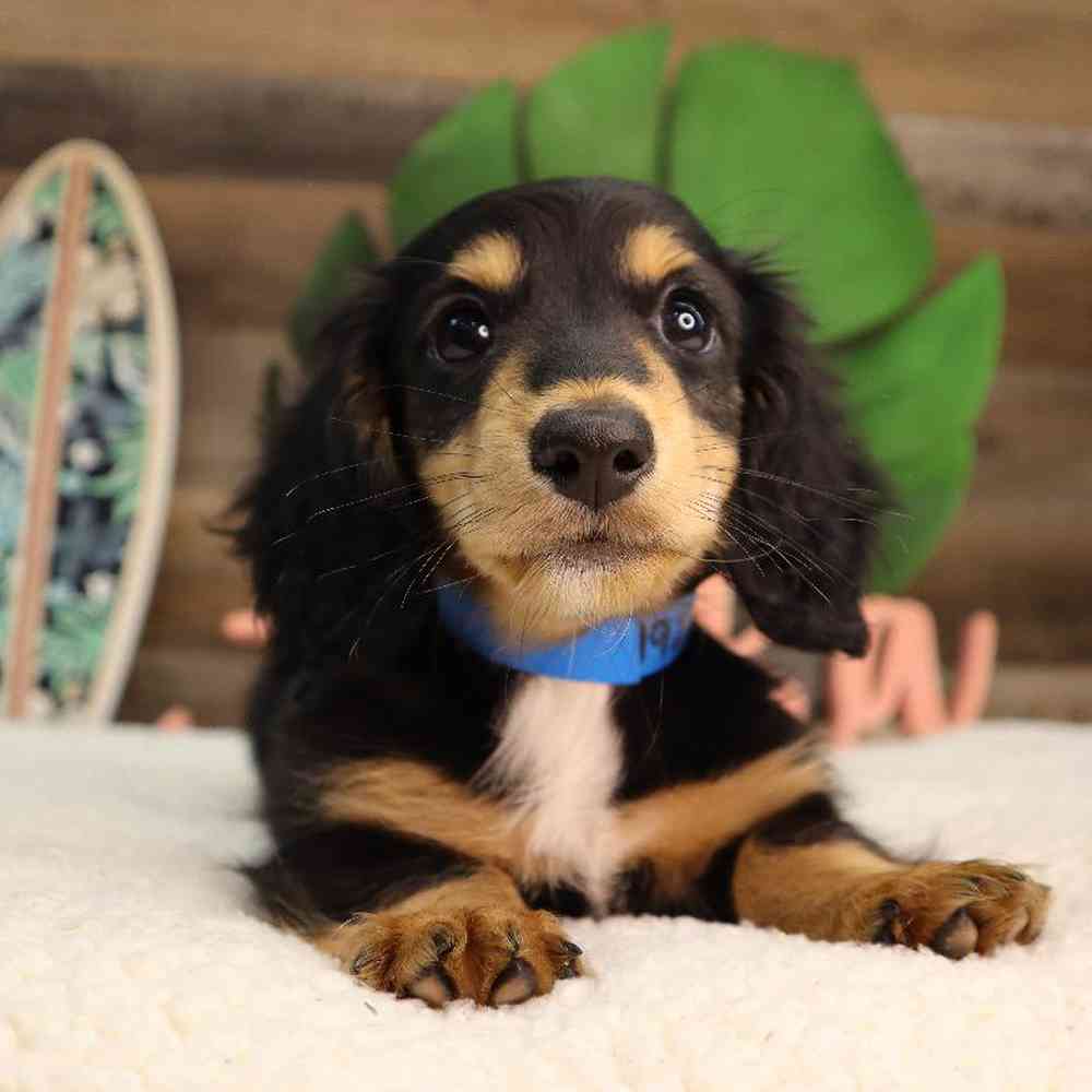 Male Dachshund Puppy for Sale in Blaine, MN