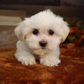 Maltese