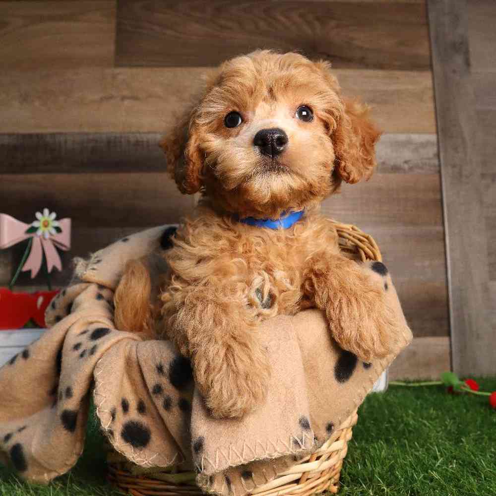 Male Cavapoo Puppy for Sale in Blaine, MN