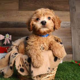 Cavapoo
