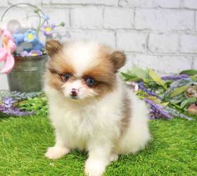 Pomeranian