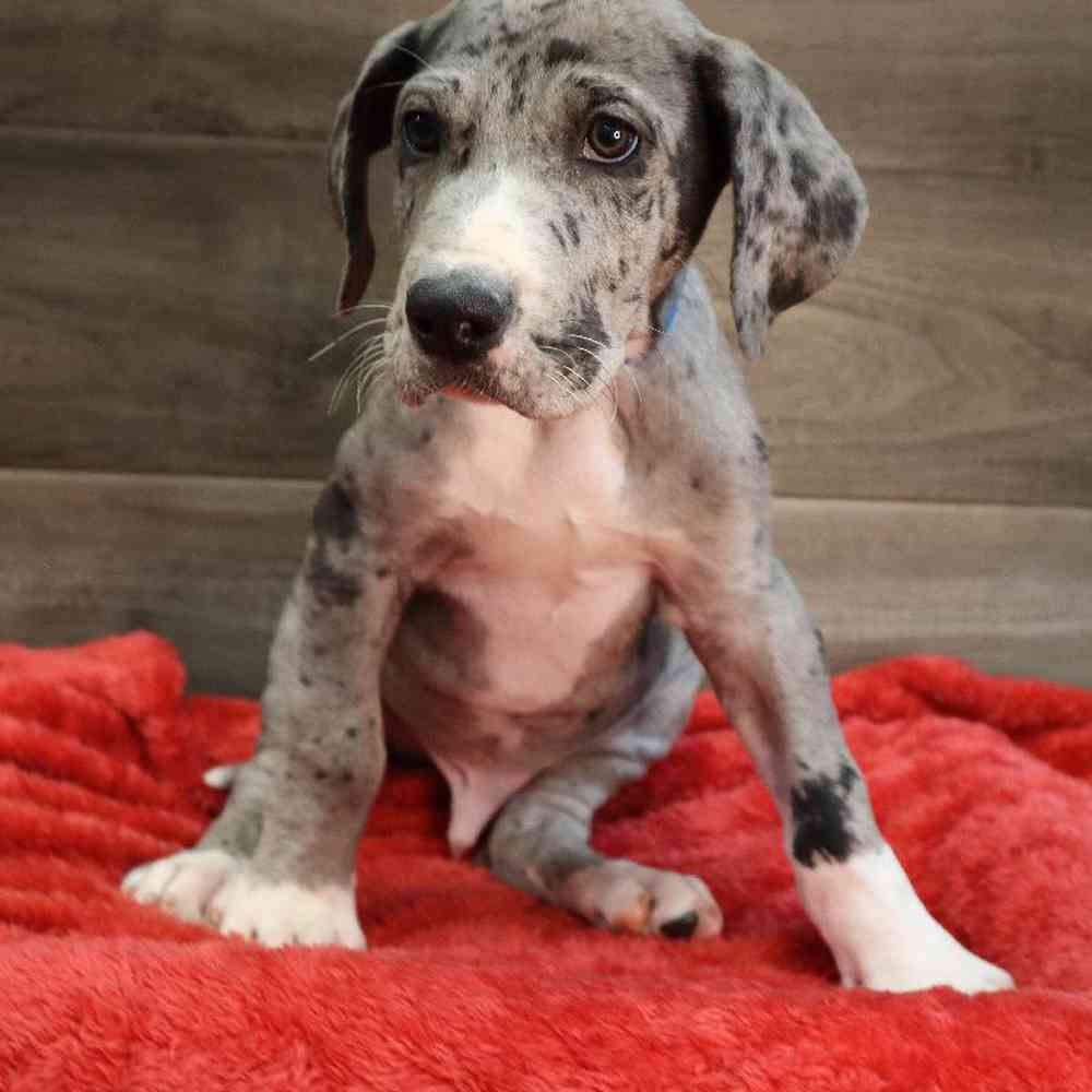 Male Great Dane Puppy for sale